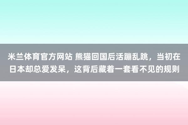 米兰体育官方网站 熊猫回国后活蹦乱跳，当初在日本却总爱发呆，这背后藏着一套看不见的规则